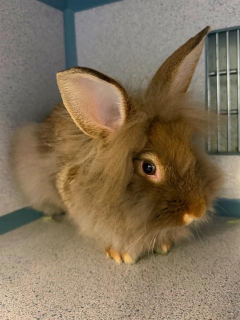 Enlarge OBI BUN KENOBI, a Adoptable Bunny Rabbit in Agoura, CA image 1/1
