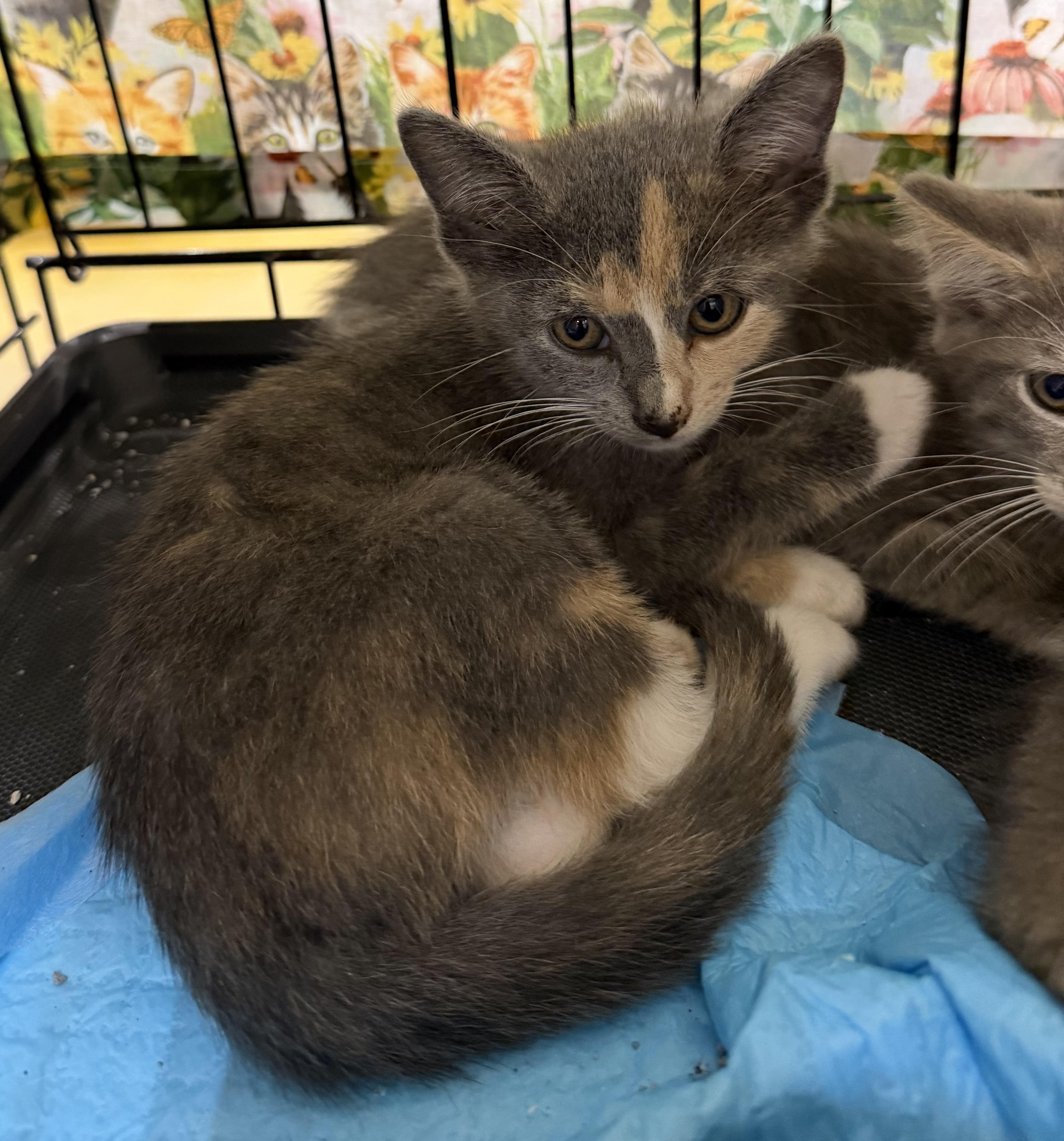 Carly, Adoptable, Kitten Female Dilute Tortoiseshell.