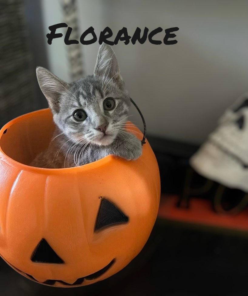 Cat for adoption Florance, a Domestic Short Hair in Auburn, CA