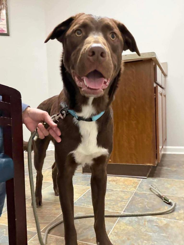 Enlarge Lightning, a Adoptable mixed breed in Lexington, KY image 1/4
