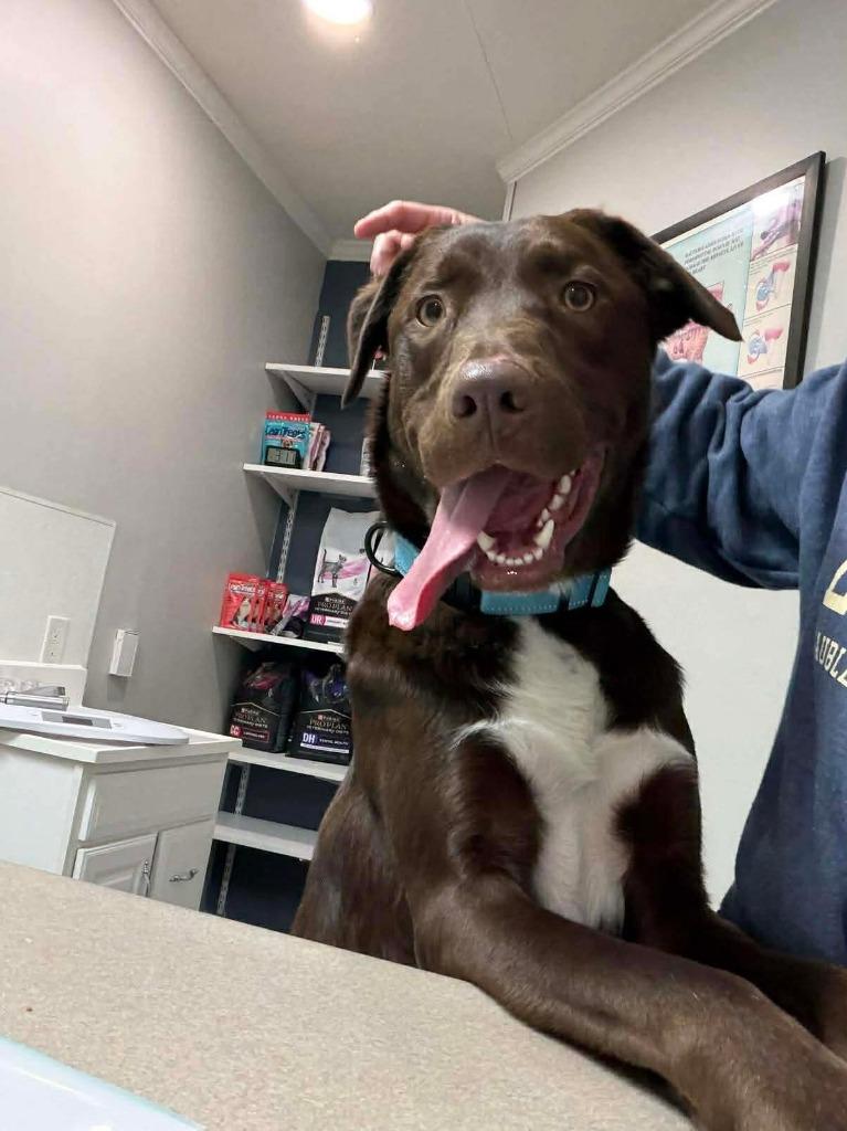 Enlarge Lightning, a Adoptable mixed breed in Lexington, KY image 2/4