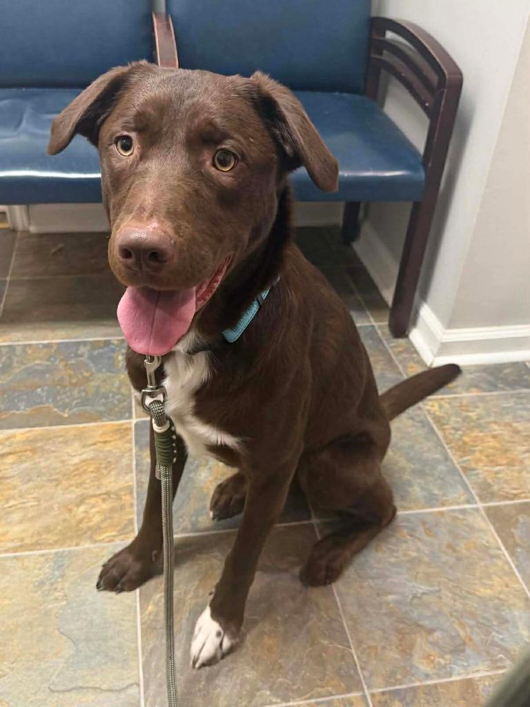 Enlarge Lightning, a Adoptable mixed breed in Lexington, KY image 3/4