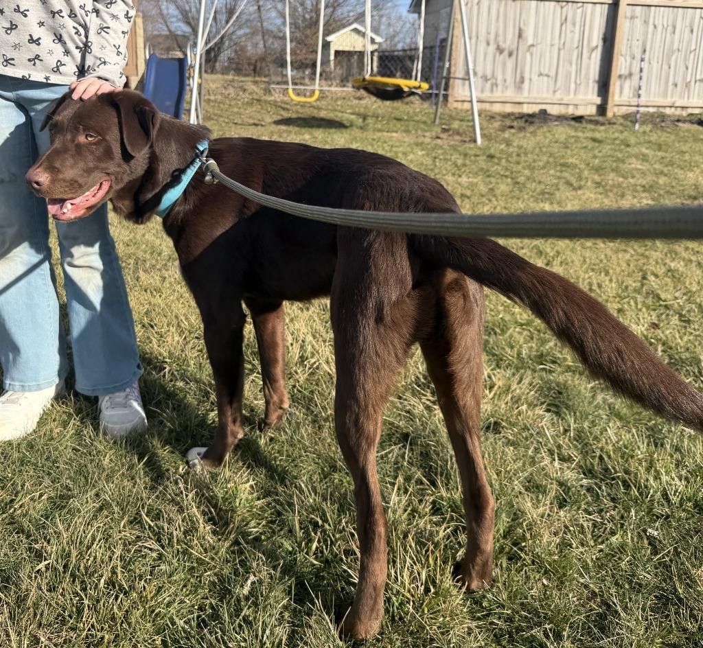 Enlarge Lightning, a Adoptable mixed breed in Lexington, KY image 4/4