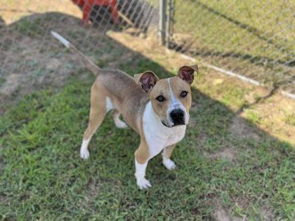 Pudgy, a Adoptable mixed breed in Clayton, GA image 1/6