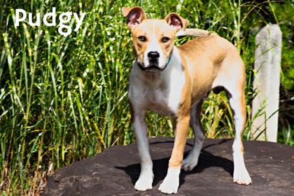 Pudgy, a Adoptable mixed breed in Clayton, GA image 3/6