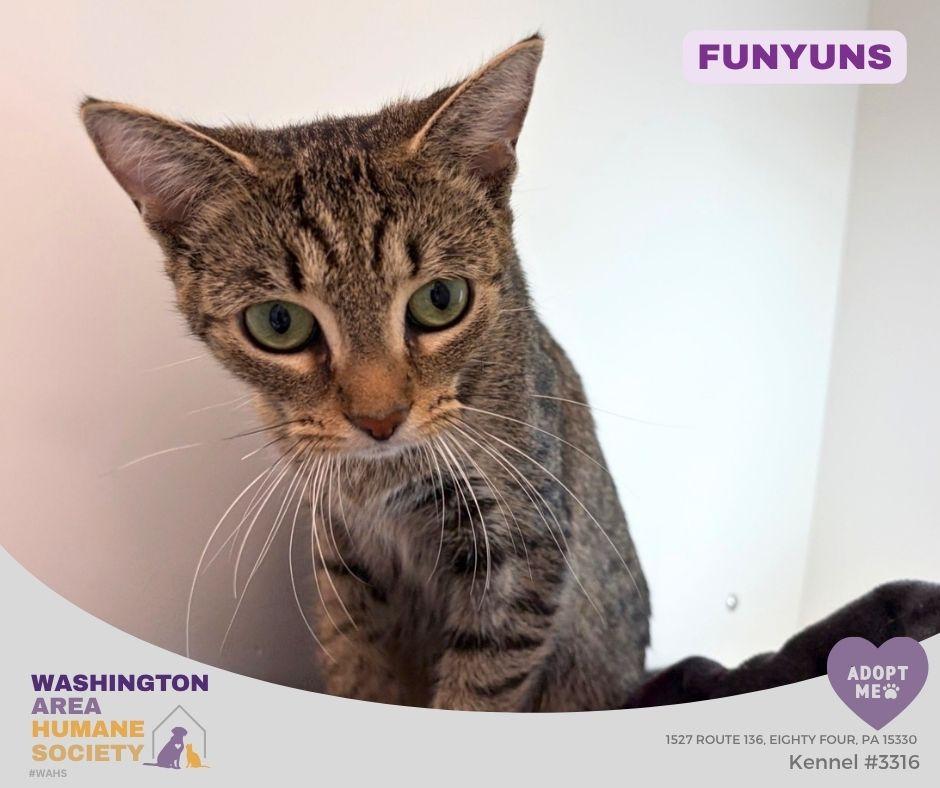 Funyuns, Adoptable, Adult Female Domestic Short Hair.