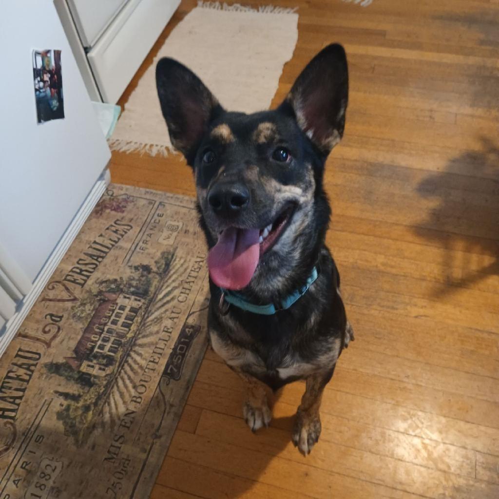 Enlarge Rumble, a Adoptable mixed breed in Geneseo, IL image 2/2