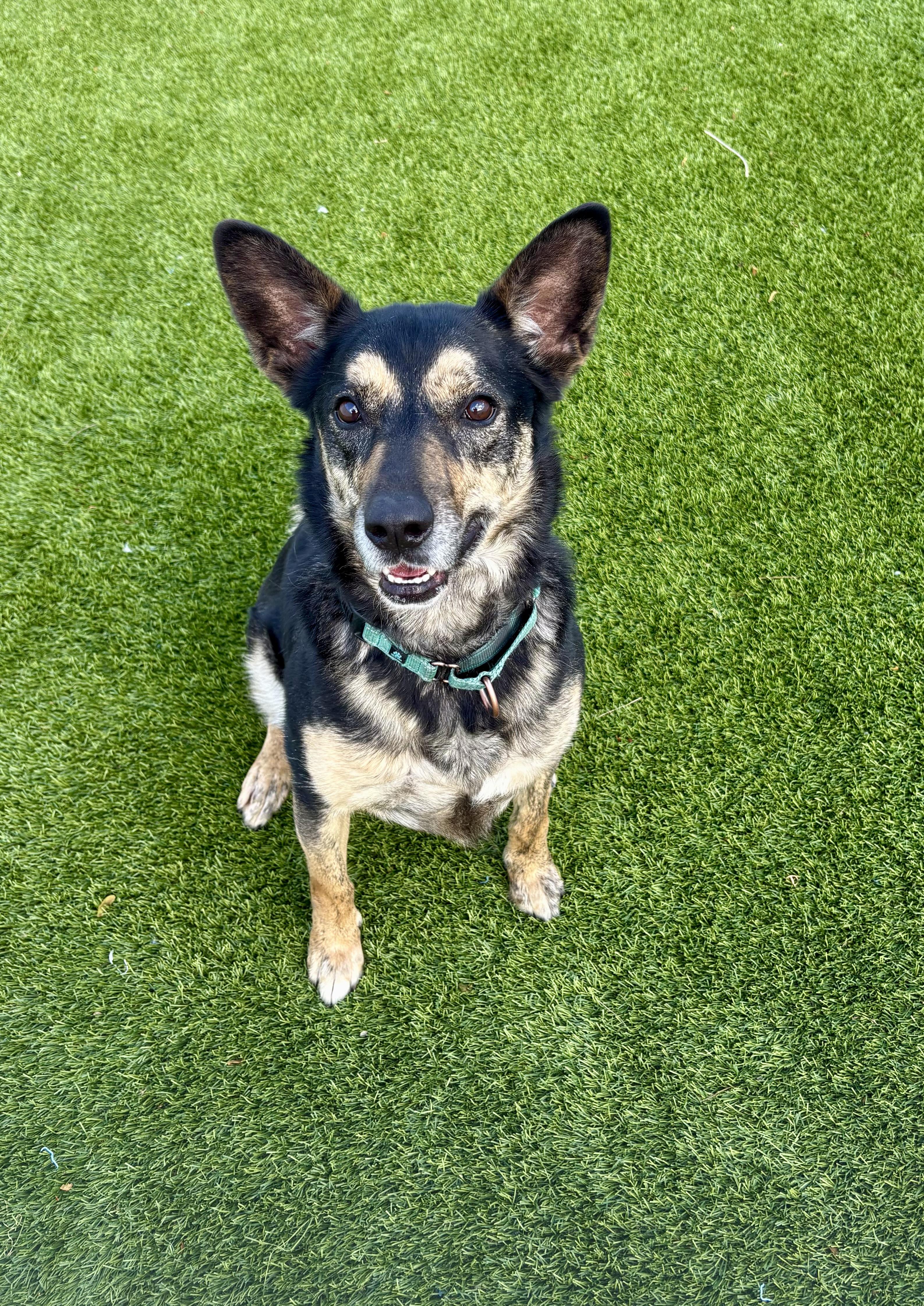Rumble, Adoptable, Adult Female Shepherd & Anatolian Shepherd.