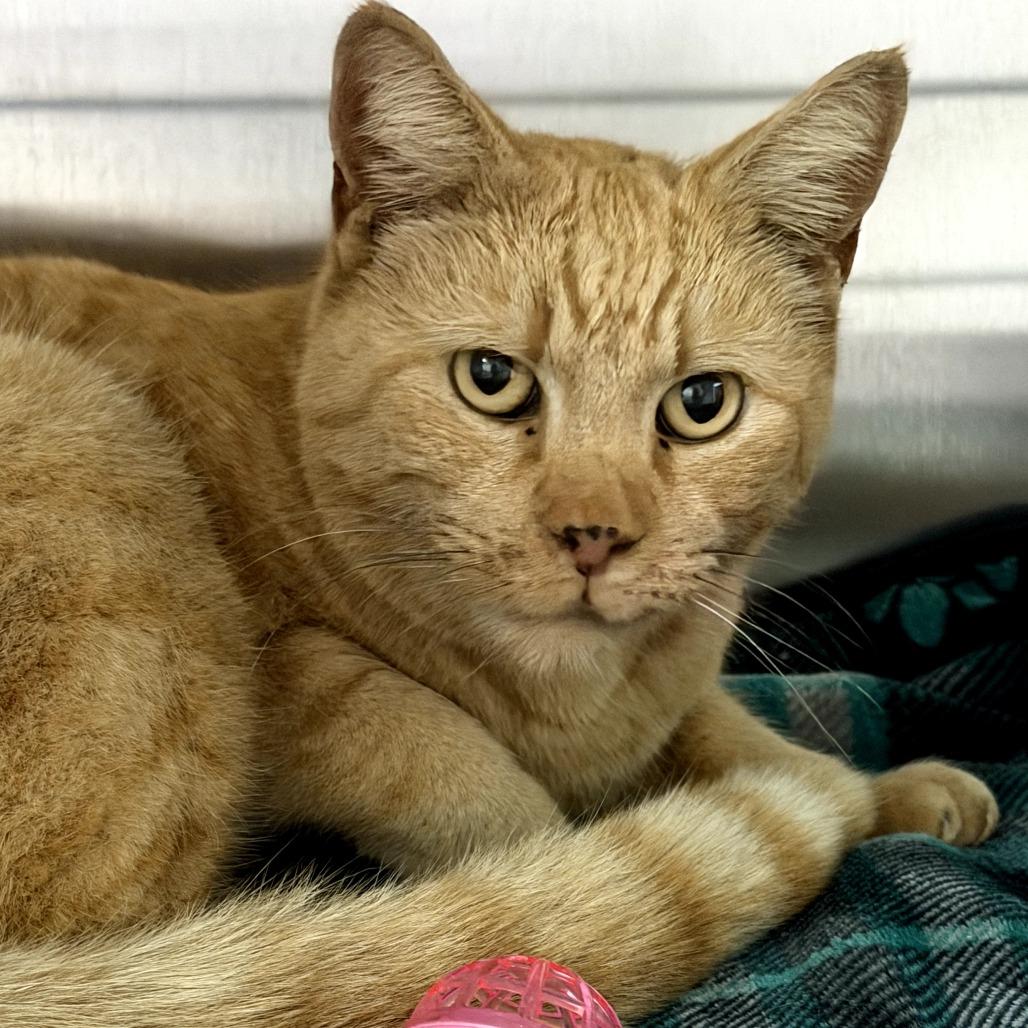 Simba, Adoptable, Senior Male Domestic Short Hair.