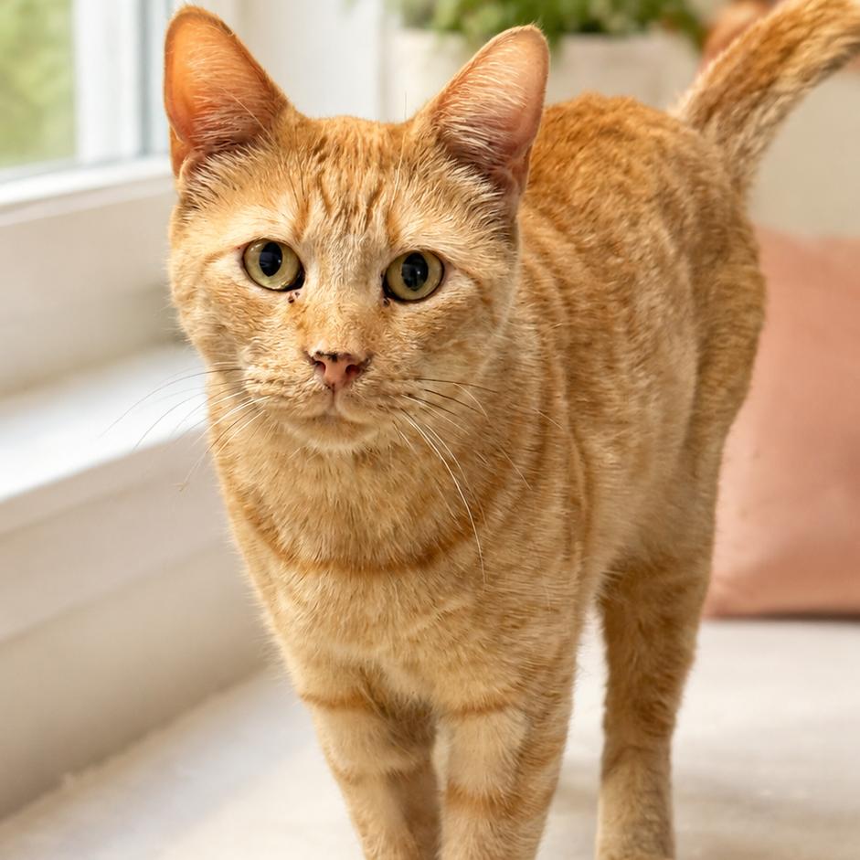 Simba, Adoptable, Senior Male Domestic Short Hair.