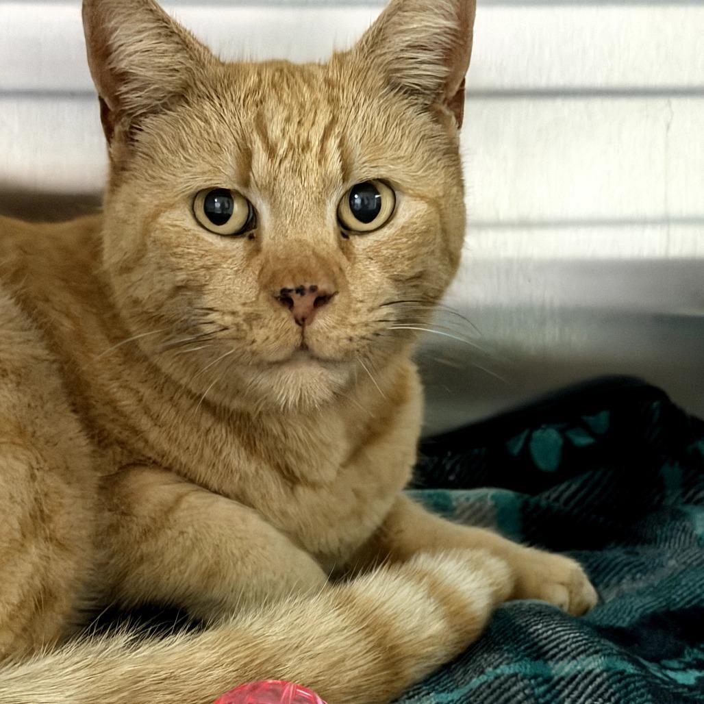 Simba, a Adoptable Domestic Short Hair in Fresno, CA image 2/2