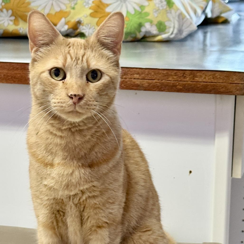 Enlarge Simba, a Adoptable Domestic Short Hair in Fresno, CA image 3/5