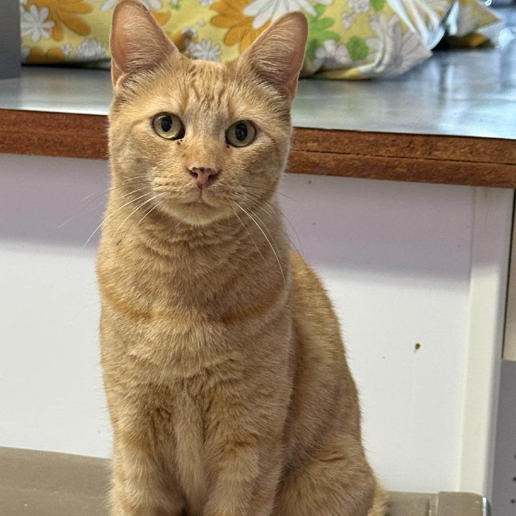 Enlarge Simba, a Adoptable Domestic Short Hair in Fresno, CA image 4/5