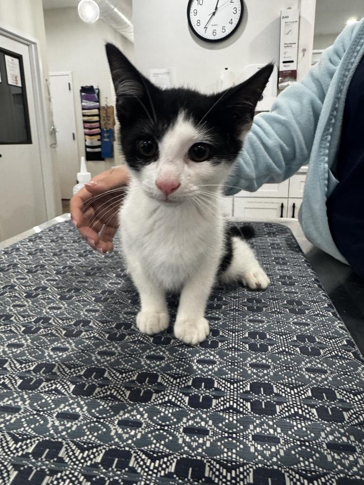 Enlarge Brandon (90210 Litter), a Adoptable Domestic Short Hair in Brewster , NY image 1/2