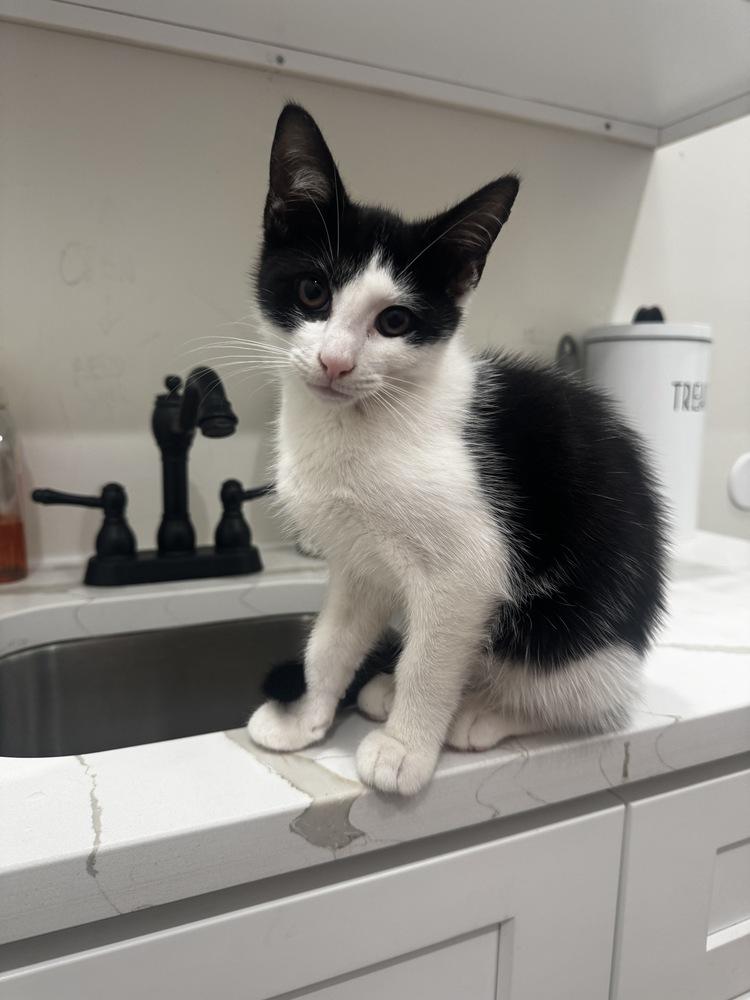 Enlarge Brandon (90210 Litter), a Adoptable Domestic Short Hair in Brewster , NY image 2/2
