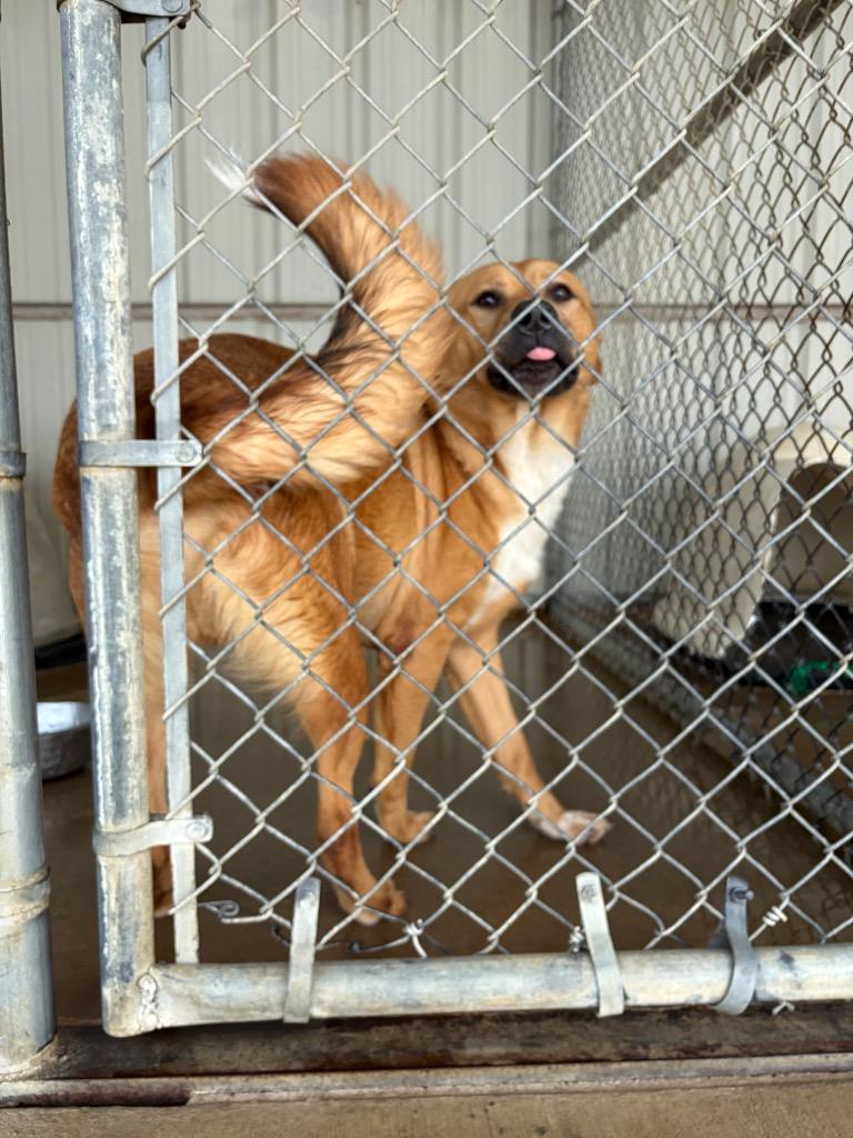 Dex, Adoptable, Young Male Labrador Retriever & Shepherd.