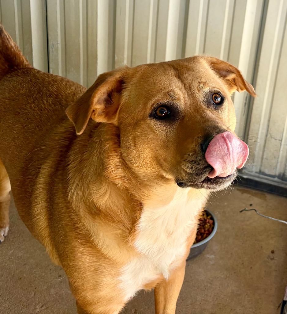 Enlarge Dex, a Adoptable mixed breed in Ada, OK image 2/6