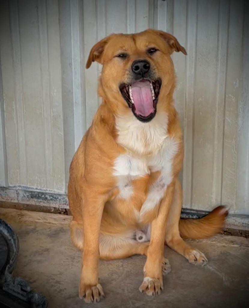 Enlarge Dex, a Adoptable mixed breed in Ada, OK image 3/6