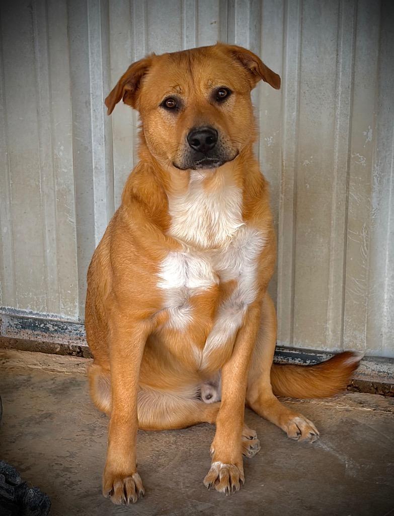 Enlarge Dex, a Adoptable mixed breed in Ada, OK image 4/6