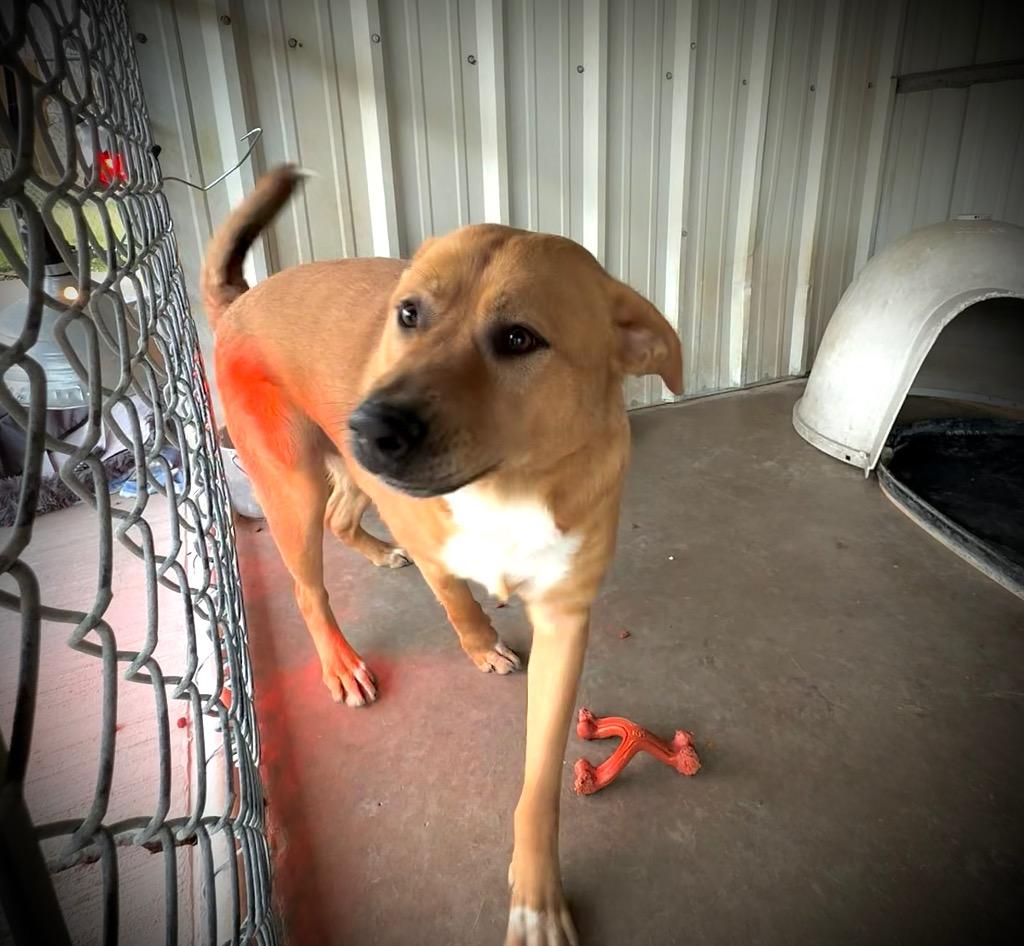 Enlarge Dex, a Adoptable mixed breed in Ada, OK image 5/6