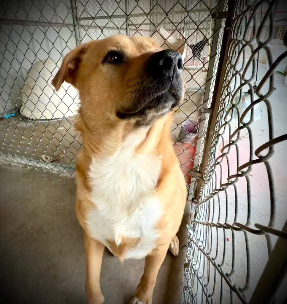 Enlarge Dex, a Adoptable mixed breed in Ada, OK image 6/6