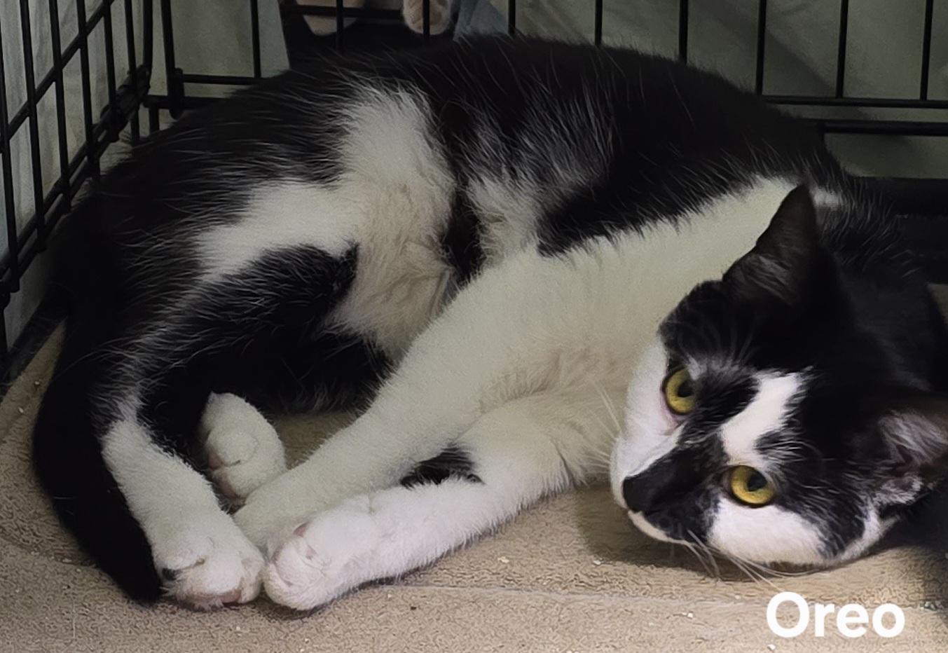 Oreo, ADOPTABLE, Young Female Domestic Short Hair.