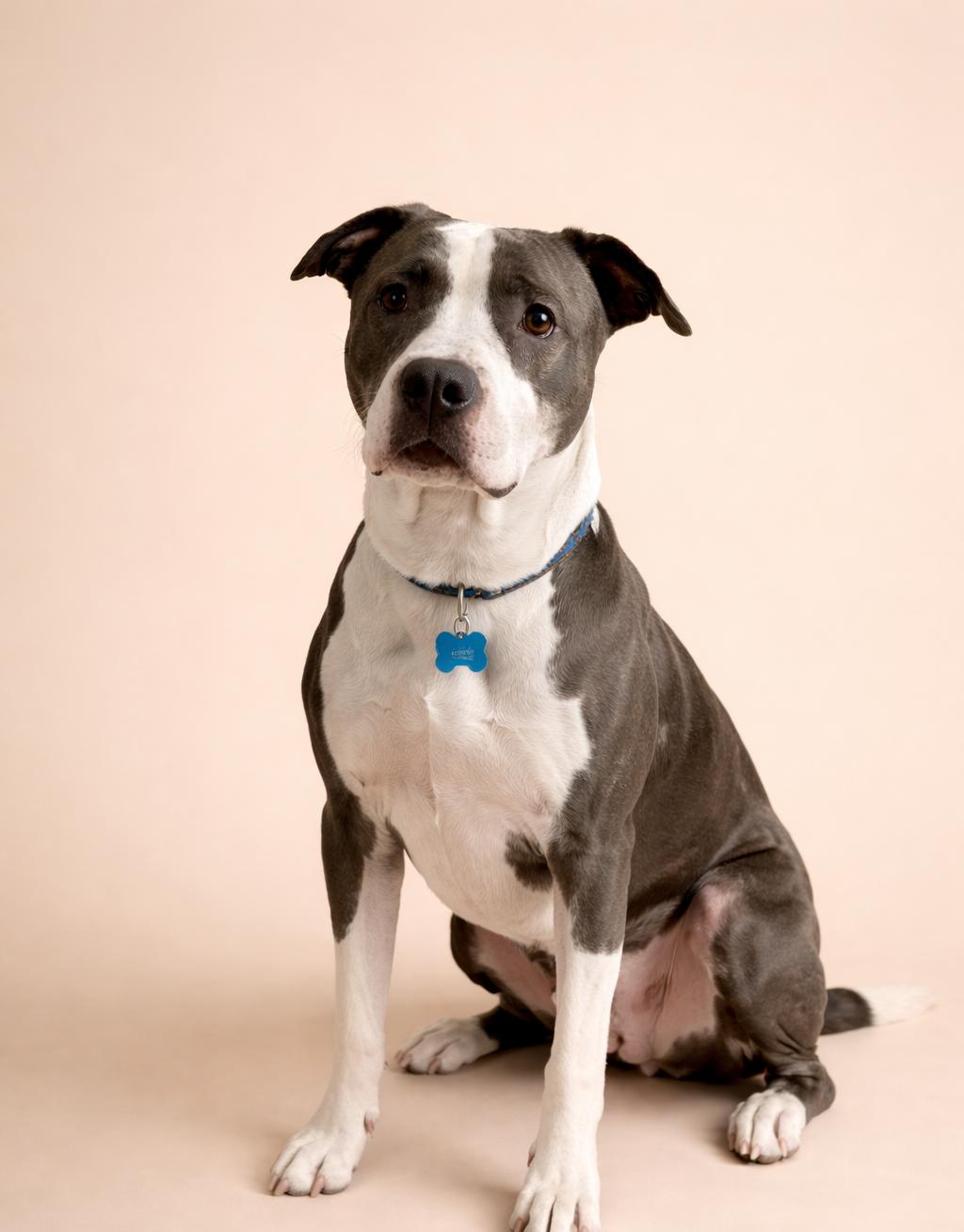 Raven — thumbnail 4