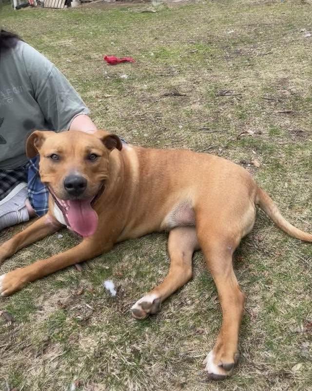 Enlarge Ozzie, a ADOPTABLE mixed breed in Watertown, CT image 3/6