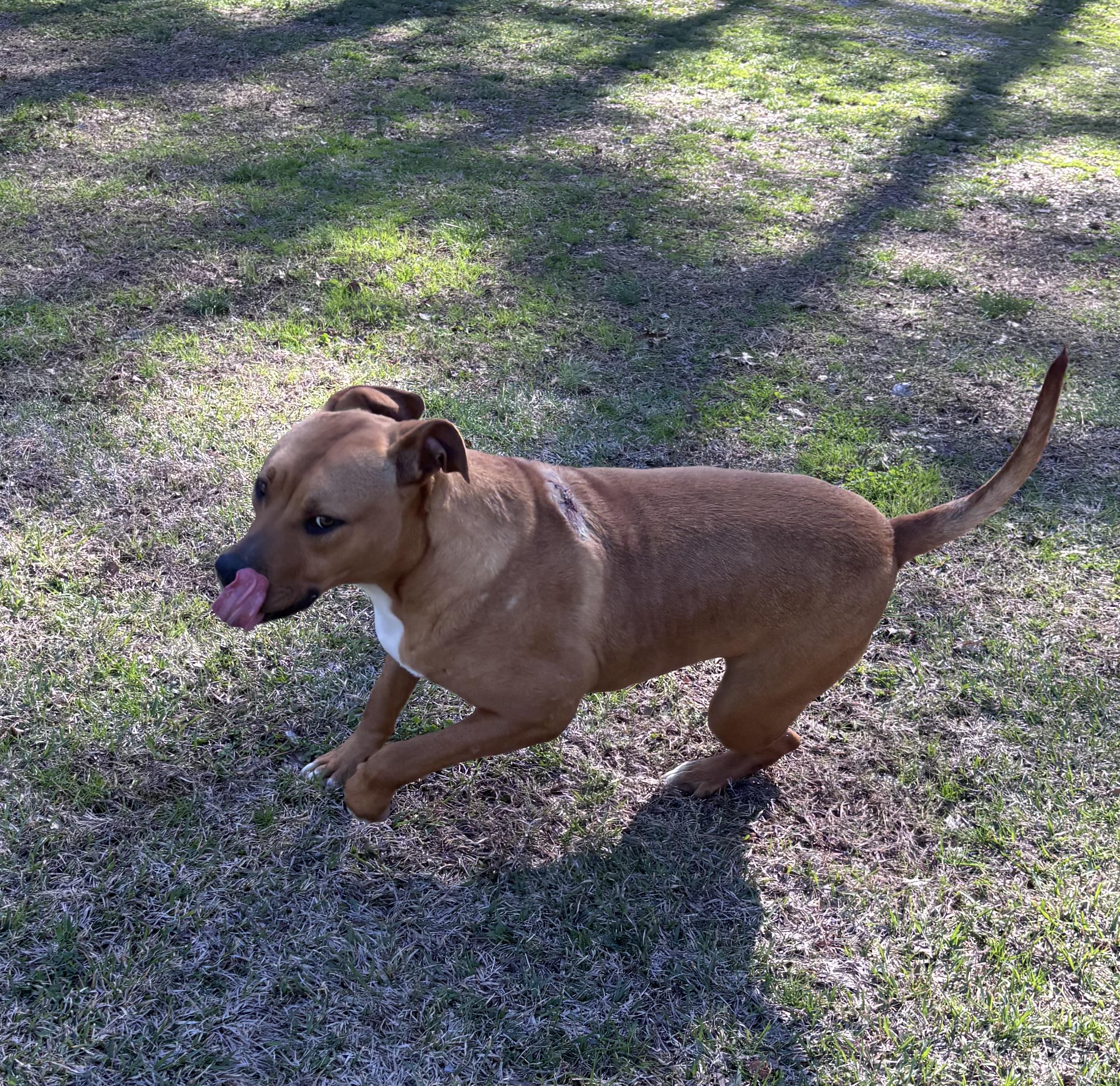 Enlarge Ozzie, a ADOPTABLE mixed breed in Watertown, CT image 5/5