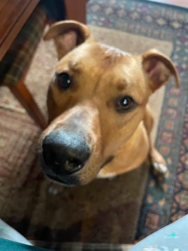 Enlarge Ozzie, a ADOPTABLE mixed breed in Watertown, CT image 6/6