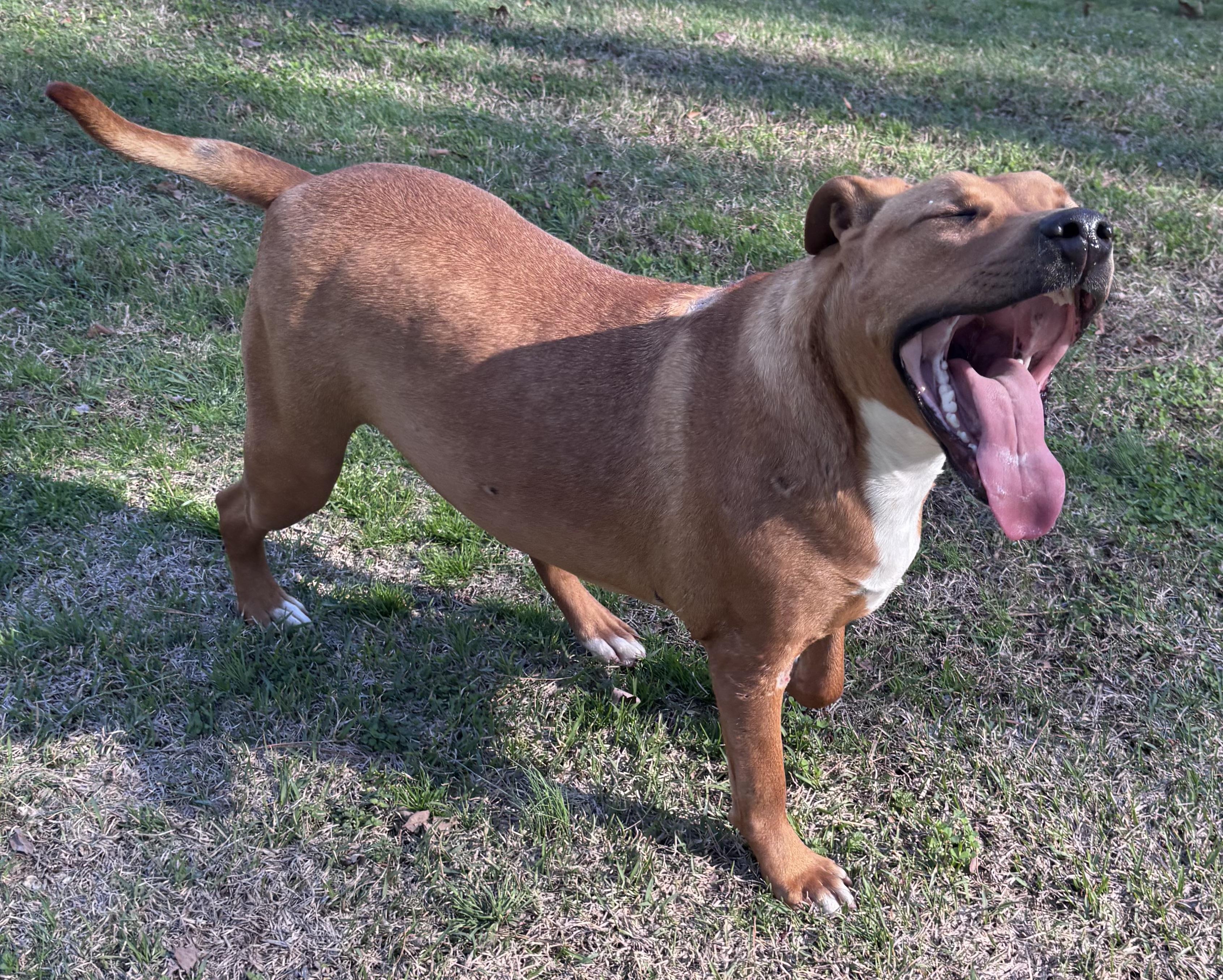 Enlarge Ozzie, a ADOPTABLE mixed breed in Watertown, CT image 2/5
