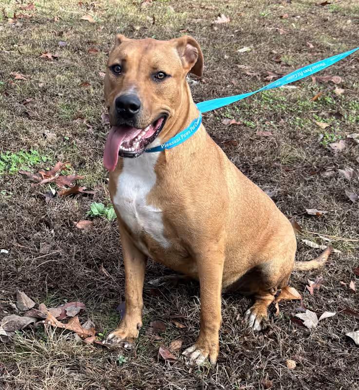 Enlarge Ozzie, a ADOPTABLE mixed breed in Watertown, CT image 1/5