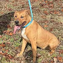 Enlarge Ozzie, a ADOPTABLE mixed breed in Watertown, CT image 3/5