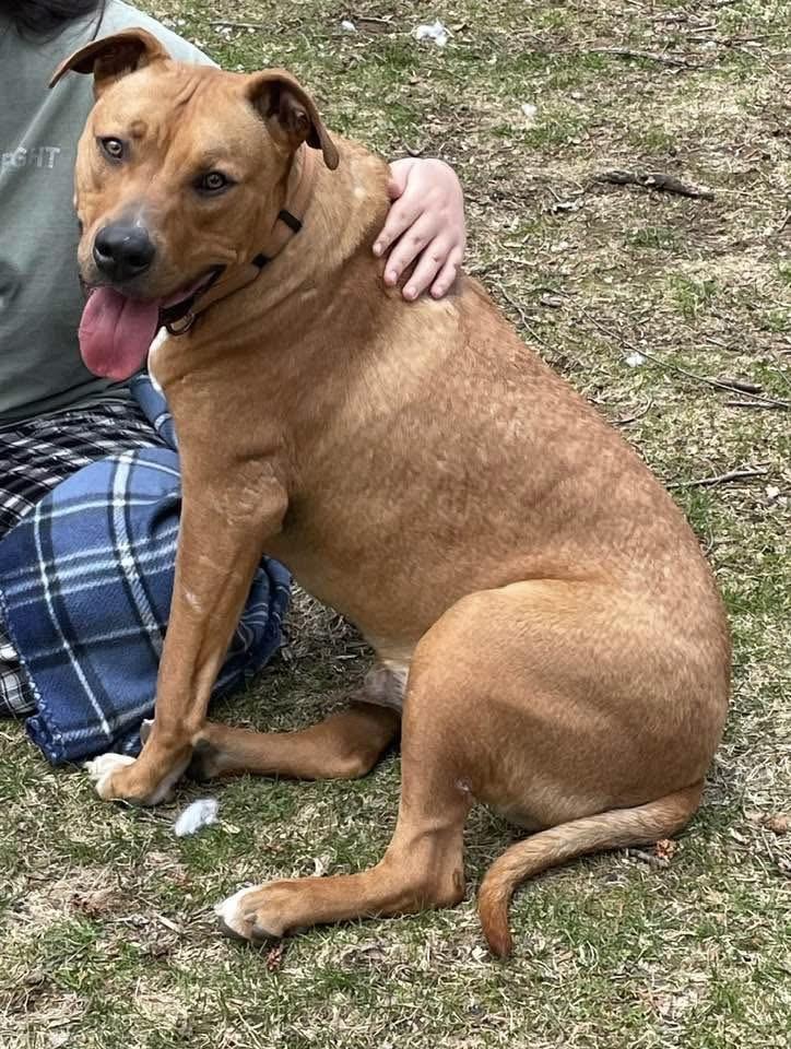 Ozzie, ADOPTABLE, Adult Female Boxer & Labrador Retriever.