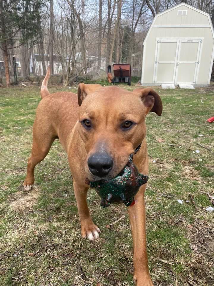 Enlarge Ozzie, a ADOPTABLE mixed breed in Watertown, CT image 5/6