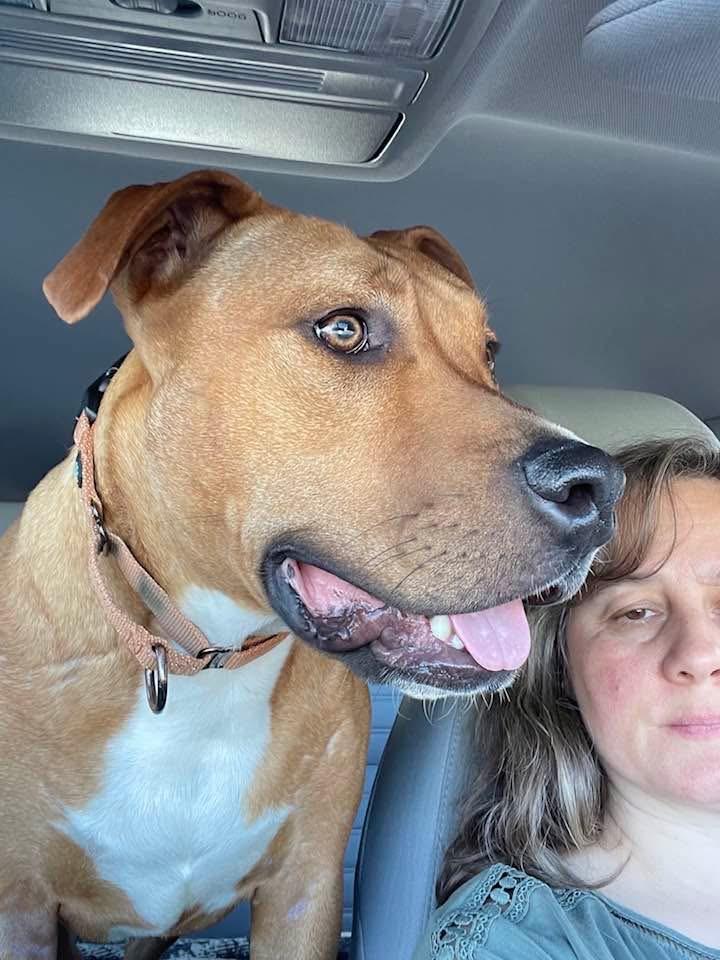 Enlarge Ozzie, a ADOPTABLE mixed breed in Watertown, CT image 4/6