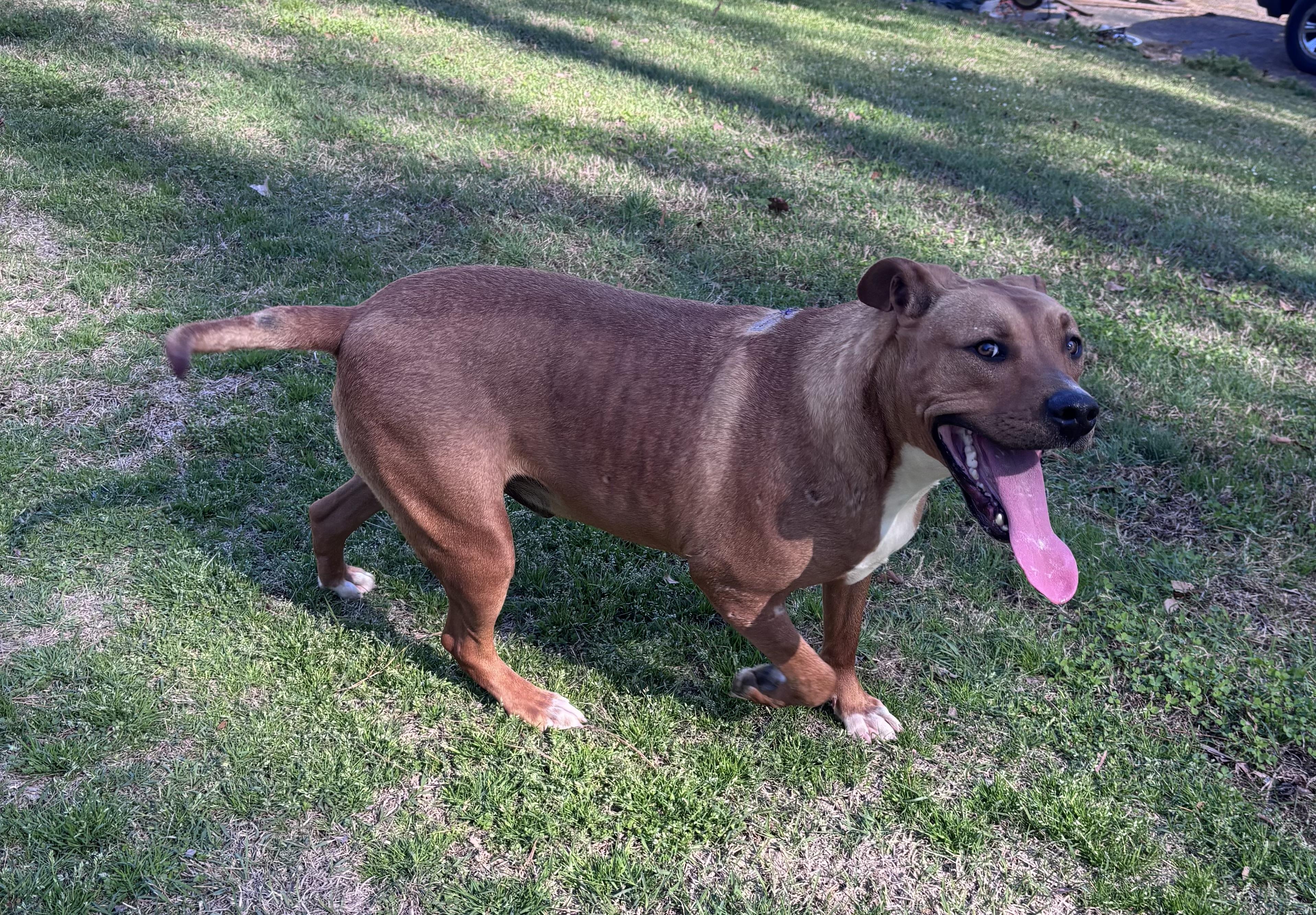 Enlarge Ozzie, a ADOPTABLE mixed breed in Watertown, CT image 4/5