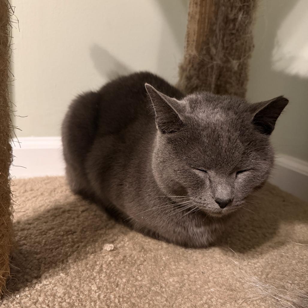 Enlarge Slade, a Adoptable Domestic Short Hair in PITTSBURGH, PA image 1/6