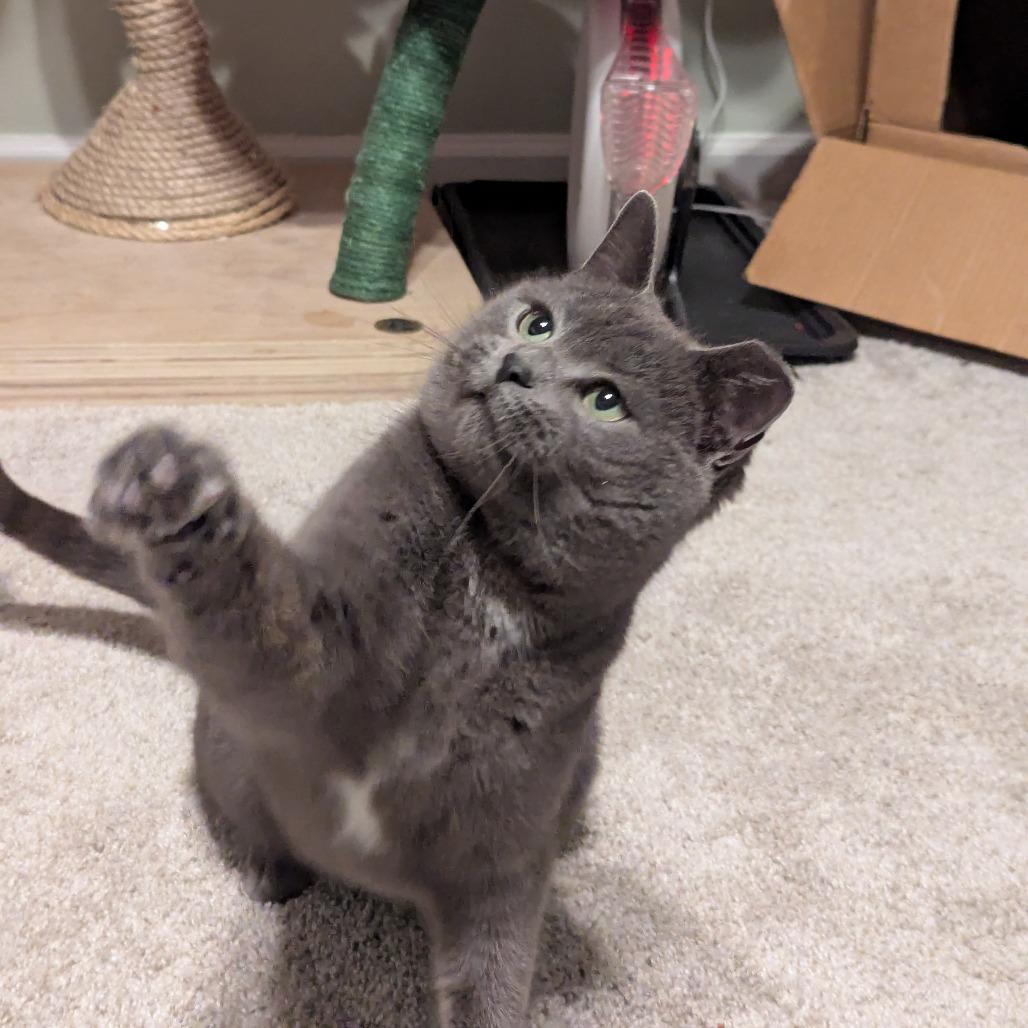 Enlarge Slade, a Adoptable Domestic Short Hair in PITTSBURGH, PA image 2/6