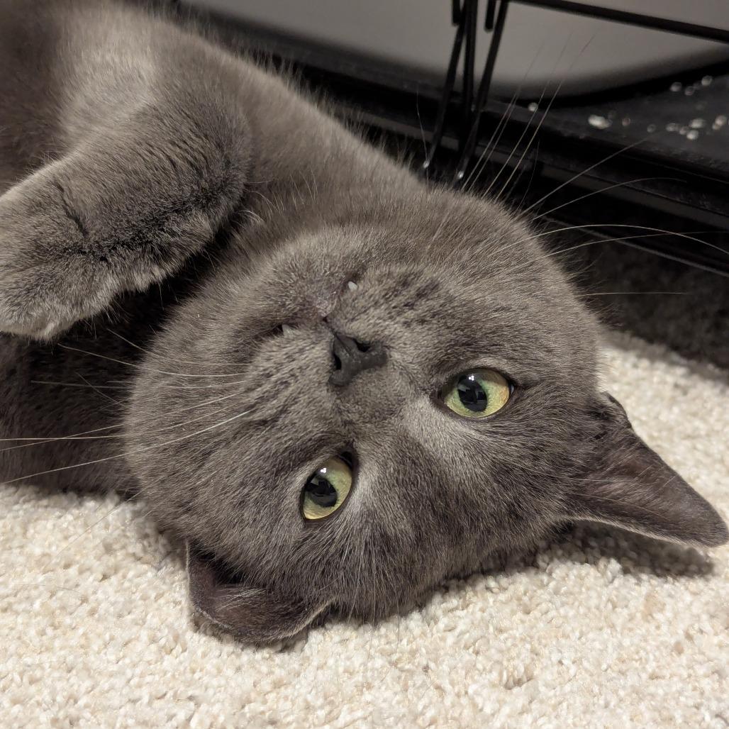 Enlarge Slade, a Adoptable Domestic Short Hair in PITTSBURGH, PA image 3/6