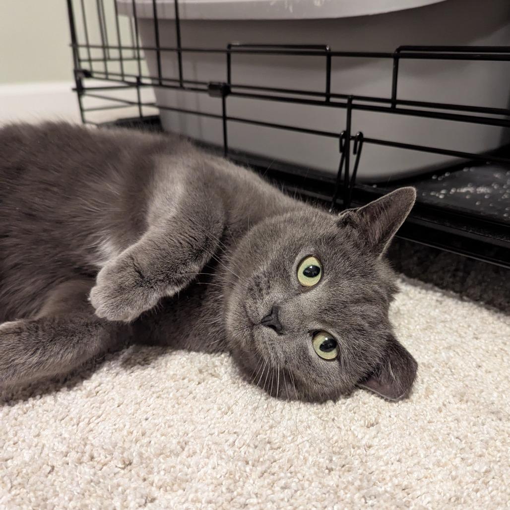 Enlarge Slade, a Adoptable Domestic Short Hair in PITTSBURGH, PA image 4/6