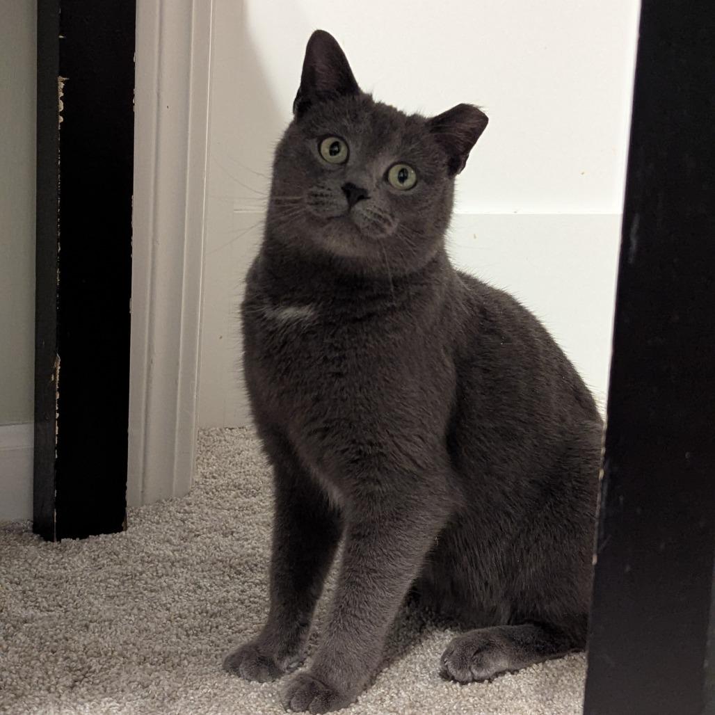 Enlarge Slade, a Adoptable Domestic Short Hair in PITTSBURGH, PA image 5/6