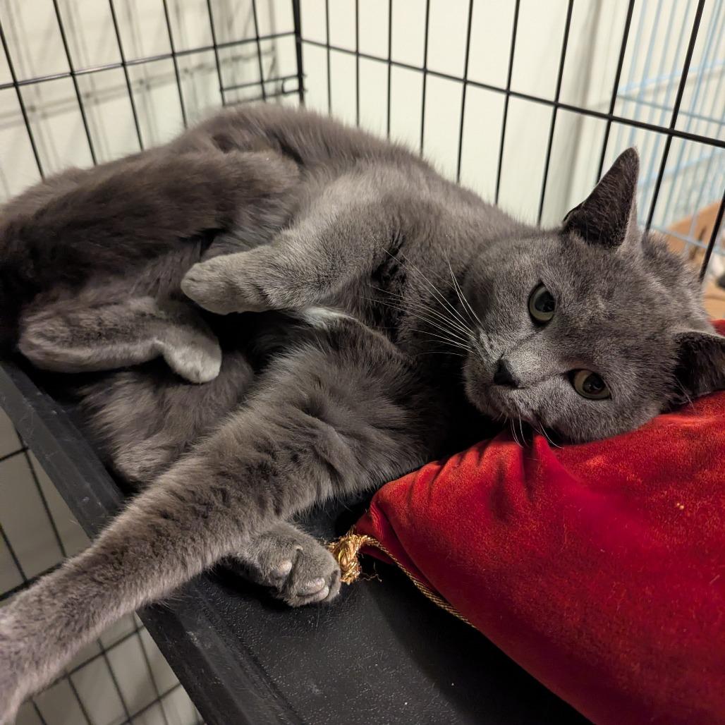 Enlarge Slade, a Adoptable Domestic Short Hair in PITTSBURGH, PA image 6/6