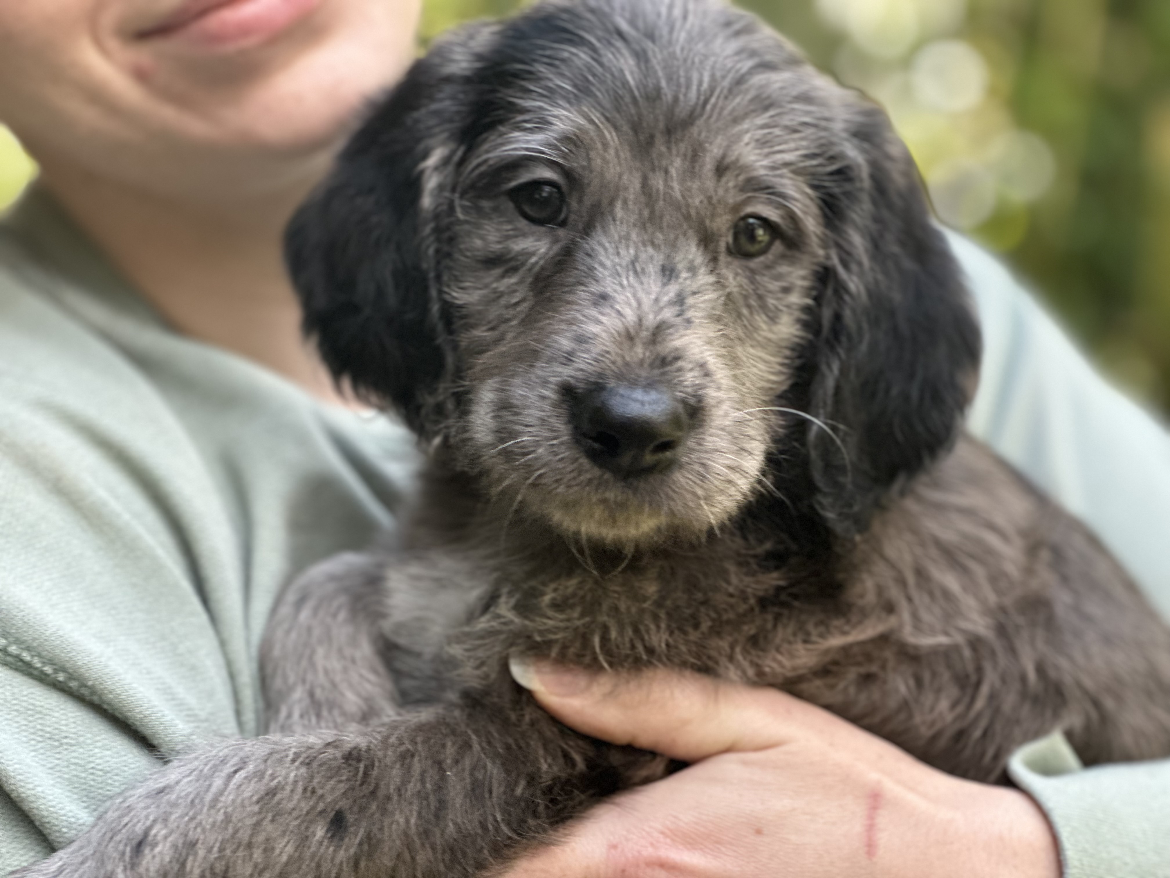 Nelson, Adopted, Puppy Male Labrador Retriever & Poodle.