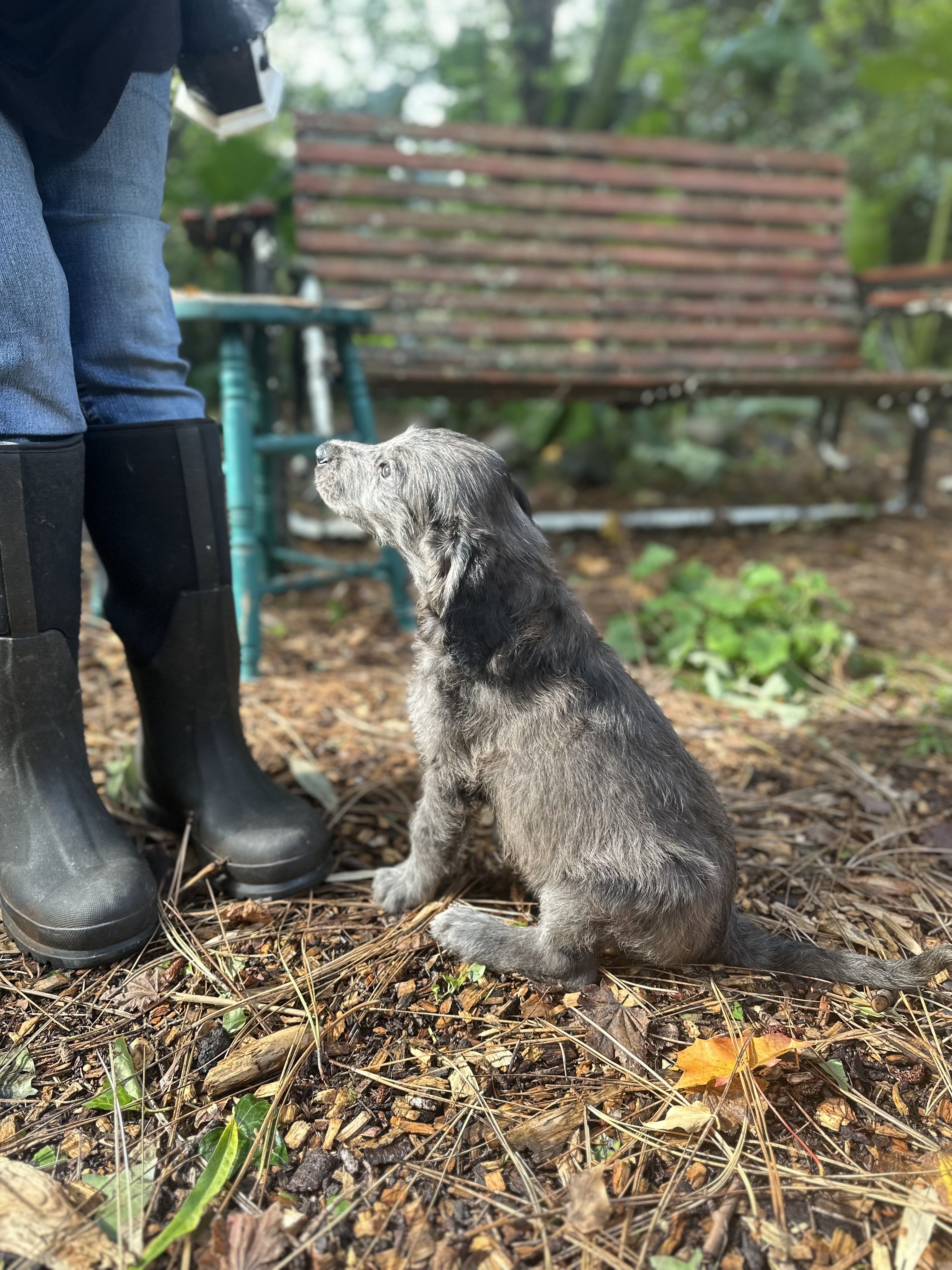 Nelson, a Adopted mixed breed in Snoqualmie, WA image 3/5