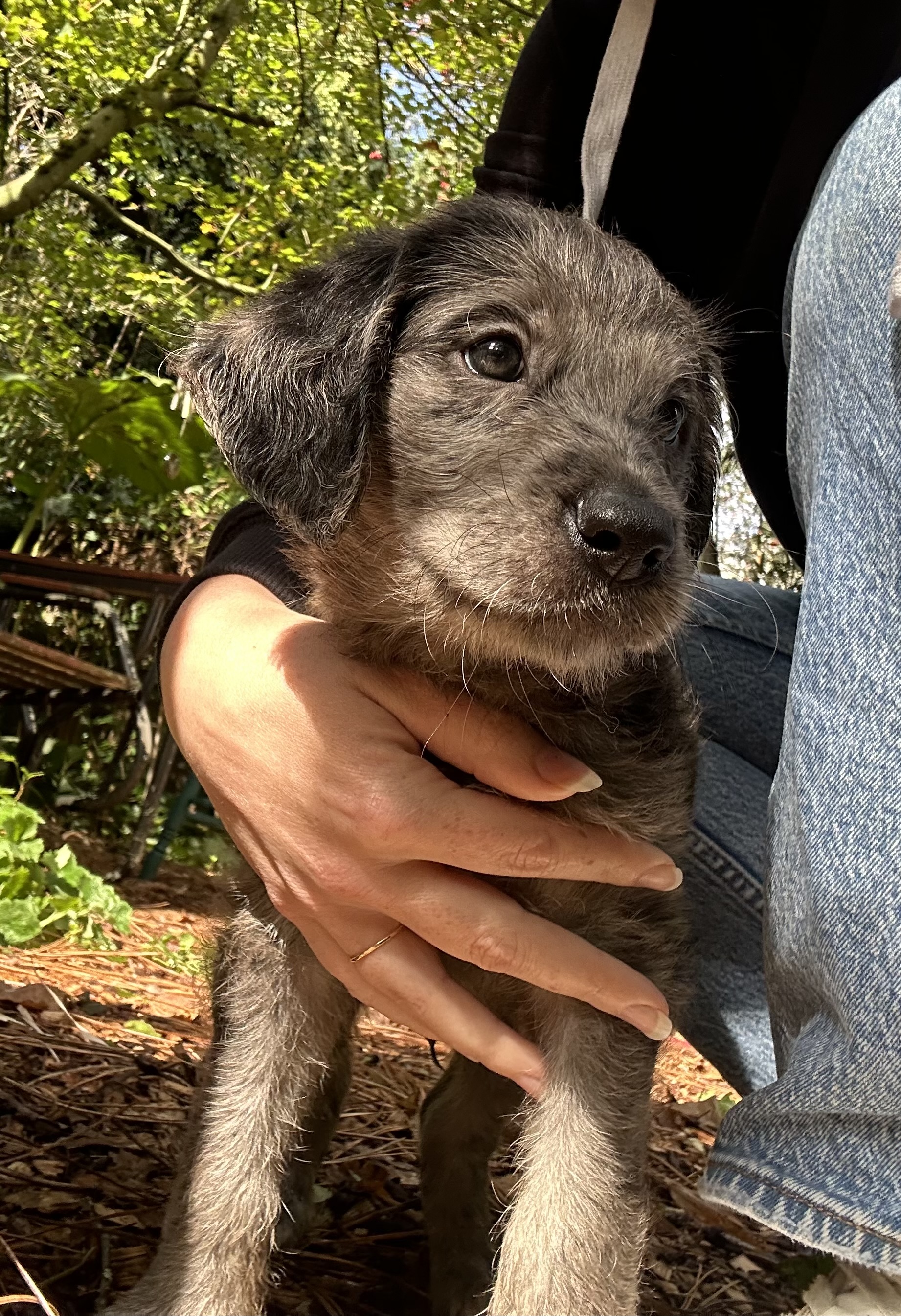 Nelson, a Adopted mixed breed in Snoqualmie, WA image 5/5