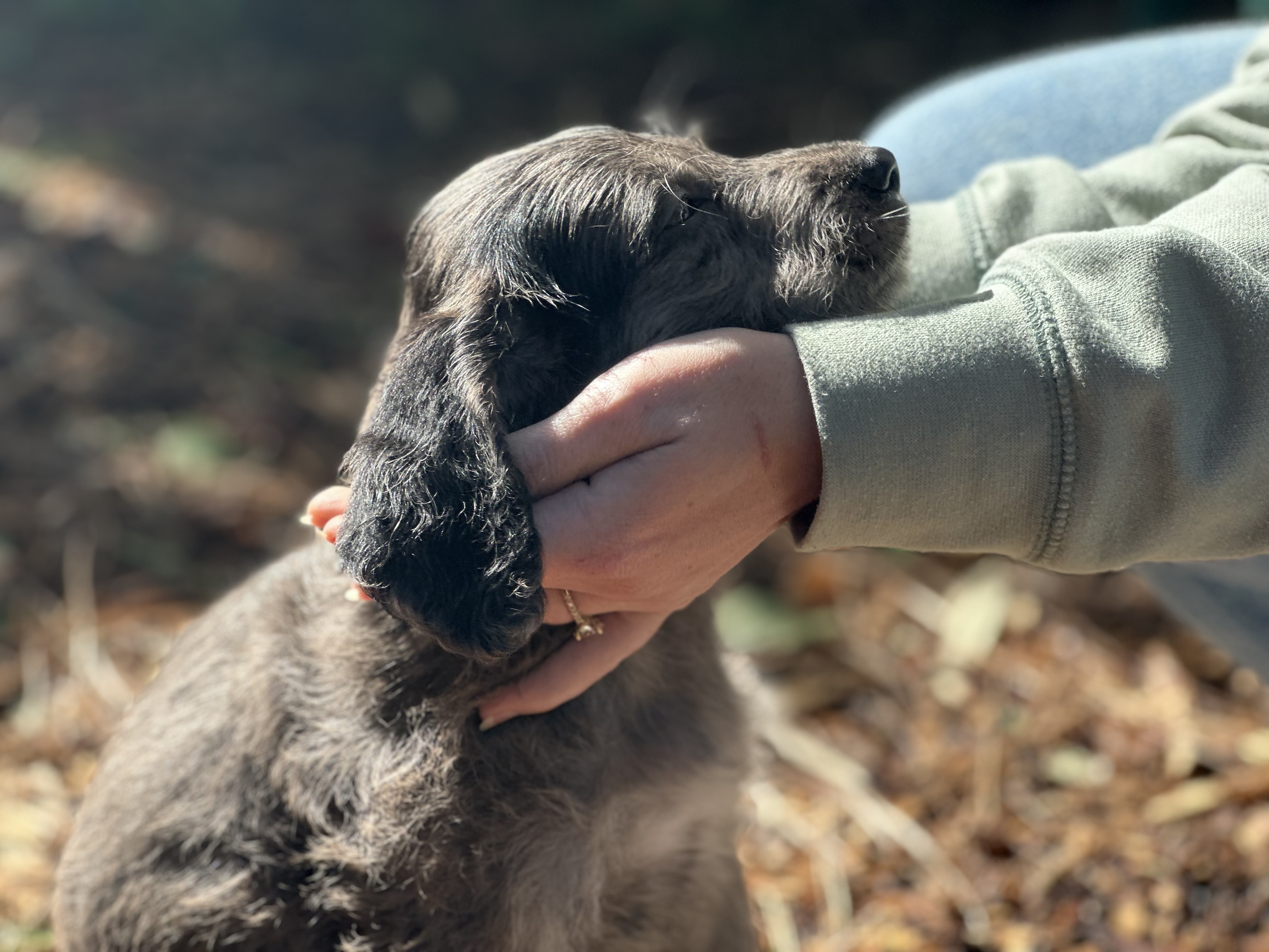 Nelson, a Adopted mixed breed in Snoqualmie, WA image 4/5