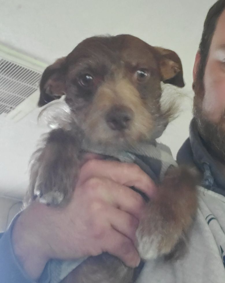 SOLO, Adopted, Adult Male Chihuahua.