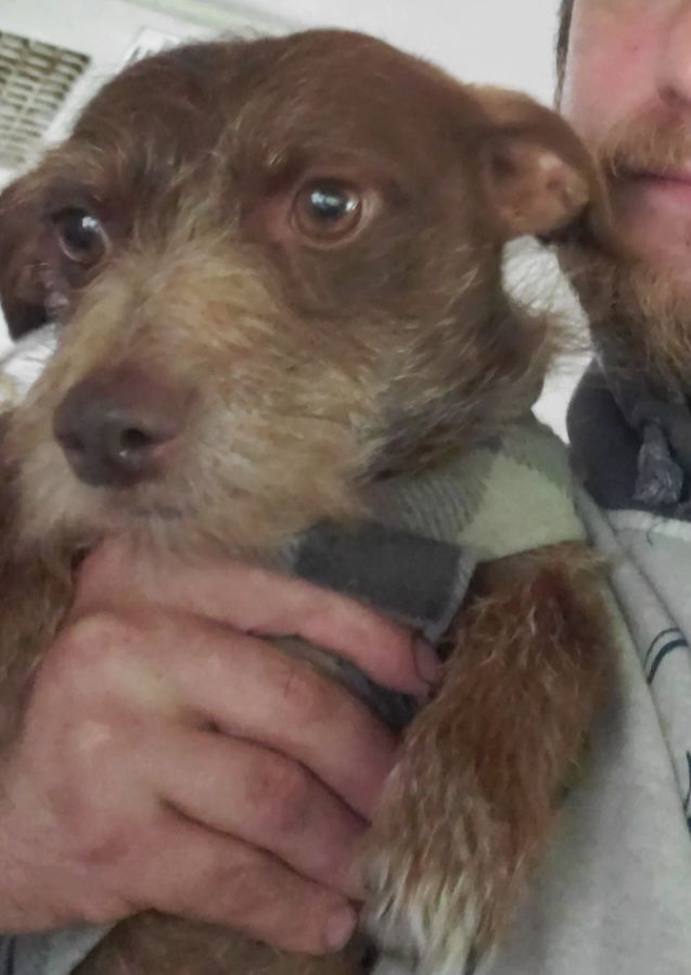 SOLO, a Adopted mixed breed in Lodi, CA image 2/6