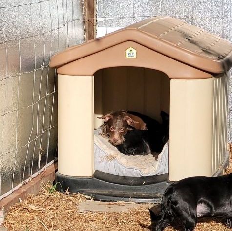 SOLO, a Adopted mixed breed in Lodi, CA image 4/6